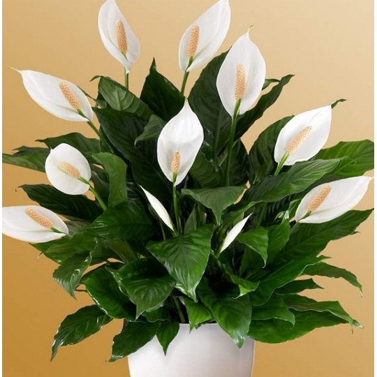 peace lily Spathiphyllum Bibit Peace lily tanaman hidup varigata atau  biasa