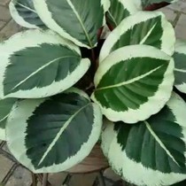 Calathea Cintya Chintya dewasa sintya