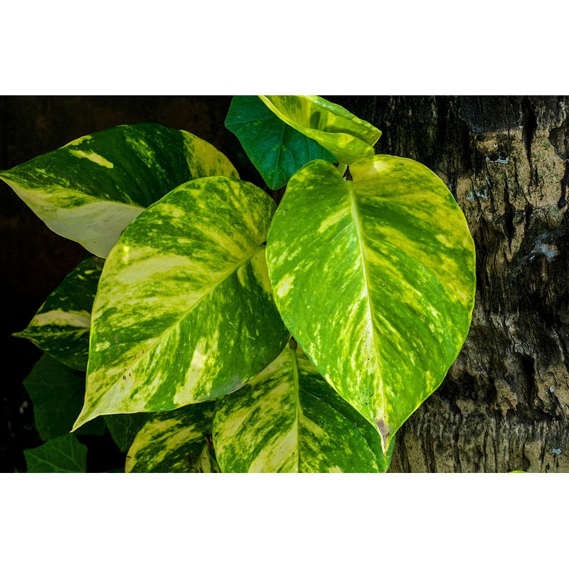 Sirih Gading Varigeta Epipremnum Aureum bibit stek