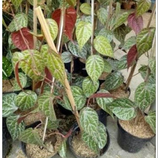 Sirih Merah