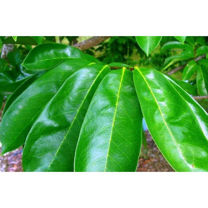 Daun sirsak segar 50 helai