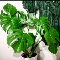 Monstera Delicosa