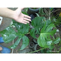 Monstera Delicosa