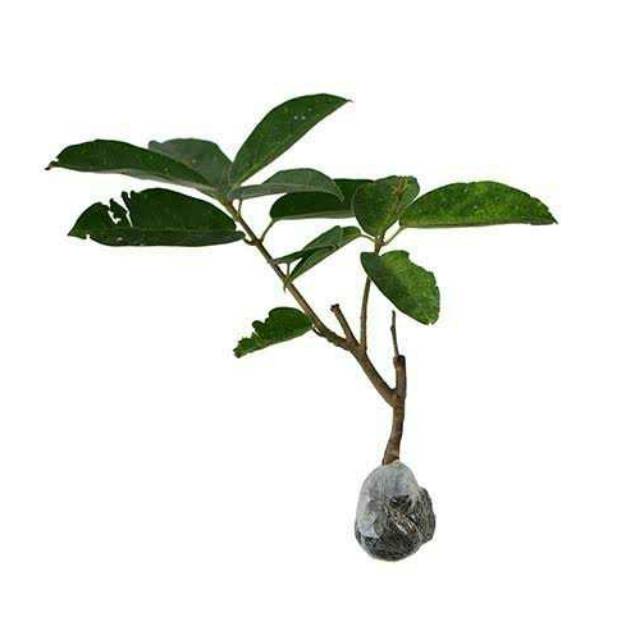 Pohon cincau hijau