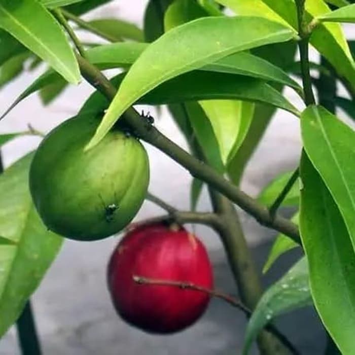 BUAH Mahkota dewa segar