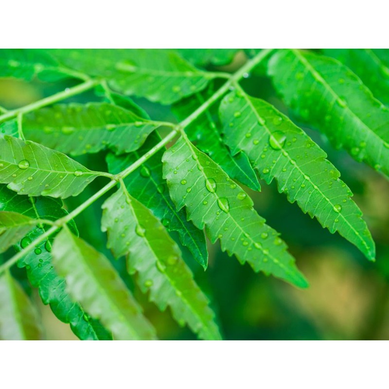 Daun Neem Segar imbau (Azadirachta indica) -150g