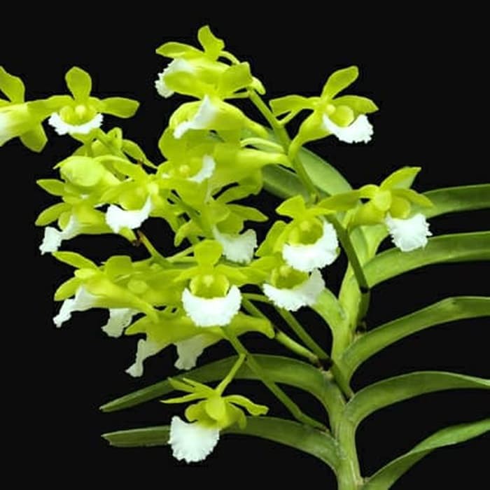 Anggrek Vanda Species Christensonia Vietnamica - Dewasa 2 plant per lempeng kayu