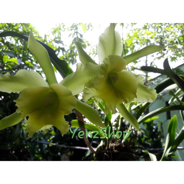 Anggrek Cattleya Port of Paradise jumbo