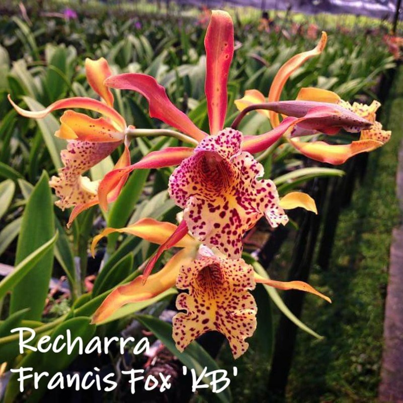Anggrek Cattleya Recharra Frances Fox -Dewasa