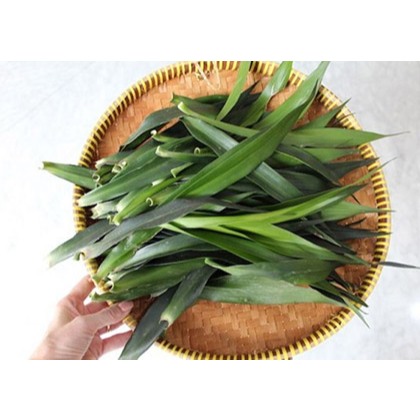 DAUN SUJI PEWARNA HIJAU ALAMI