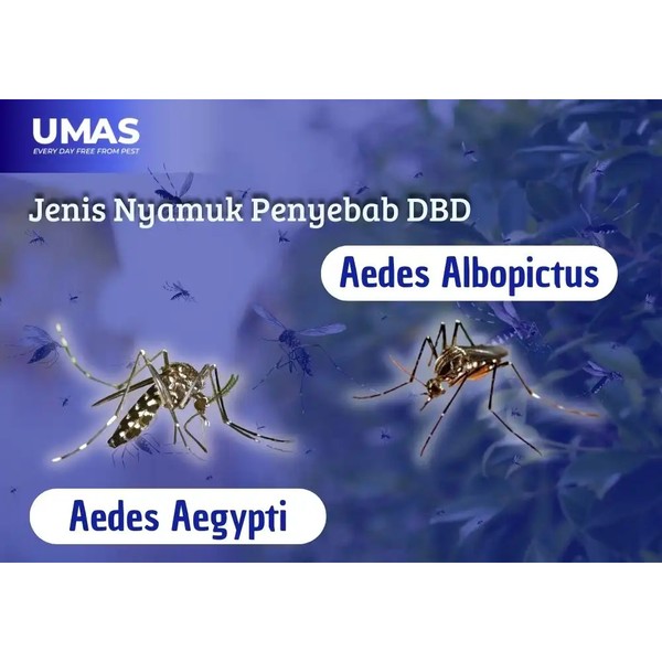Abate Obat Jentik Nyamuk Sachet - Efektif untuk Larva, Mudah Digunakan, Praktis untuk Rumah Tangga