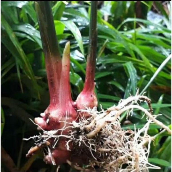 bibit jahe merah tanaman hidup