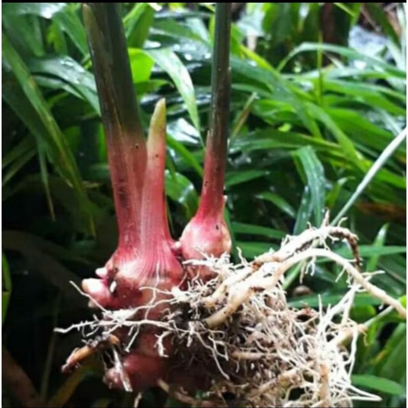 bibit jahe merah tanaman hidup