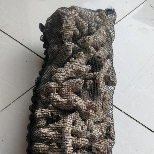 Karang Jahe plus waring Media Filter Aquarium 1kg - Menaikkan pH, Filter Biologis, Dekorasi Alam