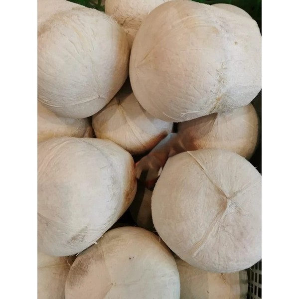 Kelapa Pandan Thailand