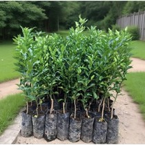 Bibit Jeruk Purut okulasi tinggi minimal 40cm
