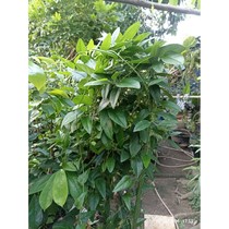 bibit cincau rambat