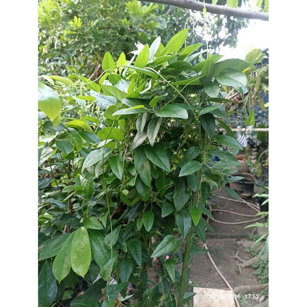 bibit cincau rambat