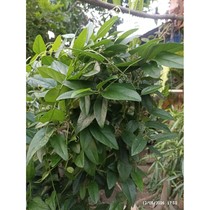 bibit cincau rambat
