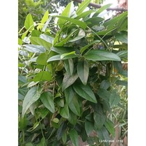 bibit cincau rambat