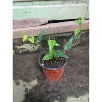 bibit cincau rambat