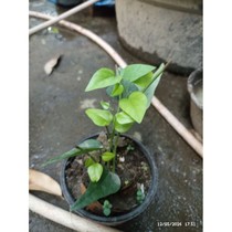 bibit cincau rambat