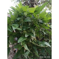 bibit cincau rambat